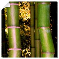 Bambu Phyllostachys b.